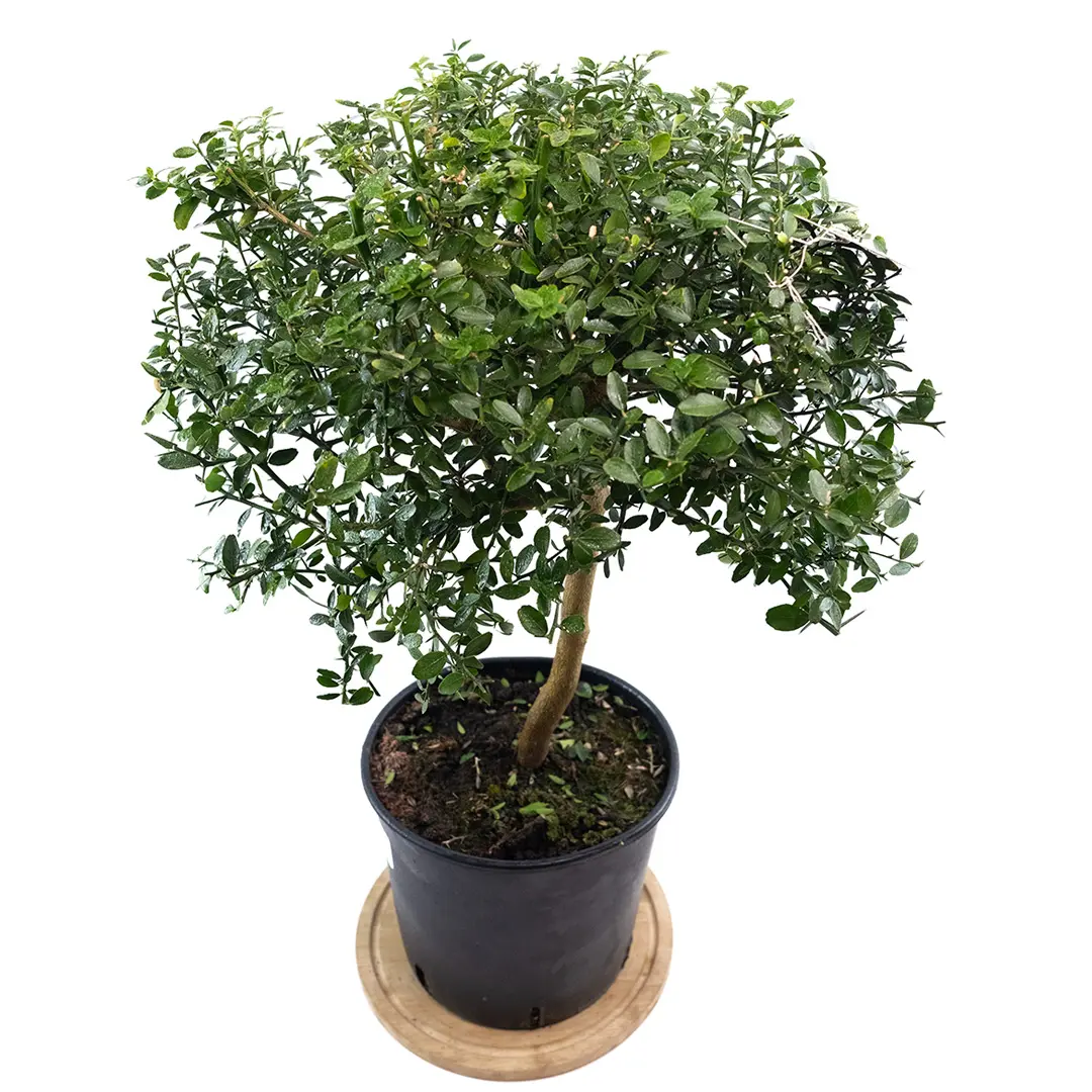 Микроцитрус Роса / Microcitrus Rosa — цитрусовое растение, детальное фото

