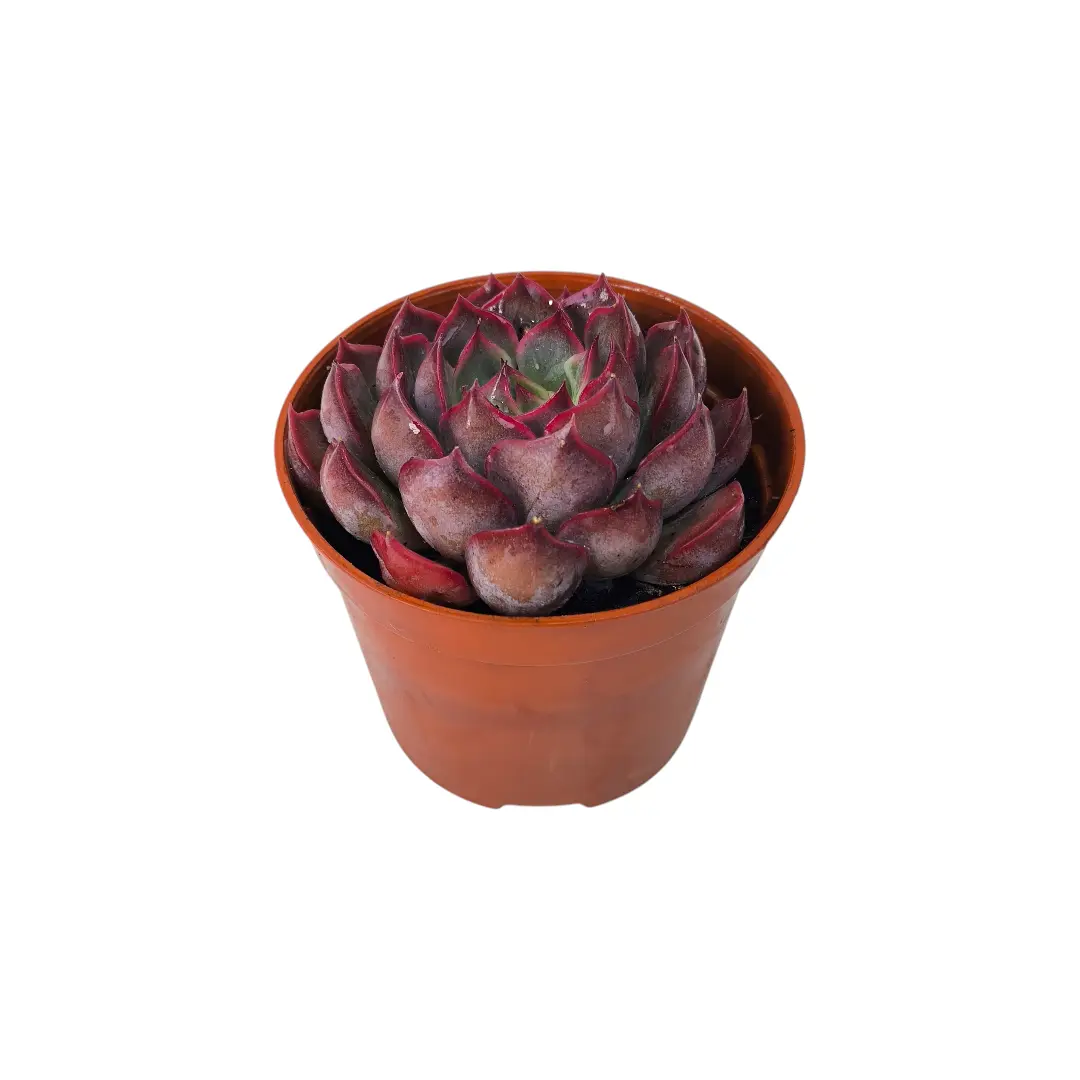 Эхеверия Саммер / Echeveria Summer купить