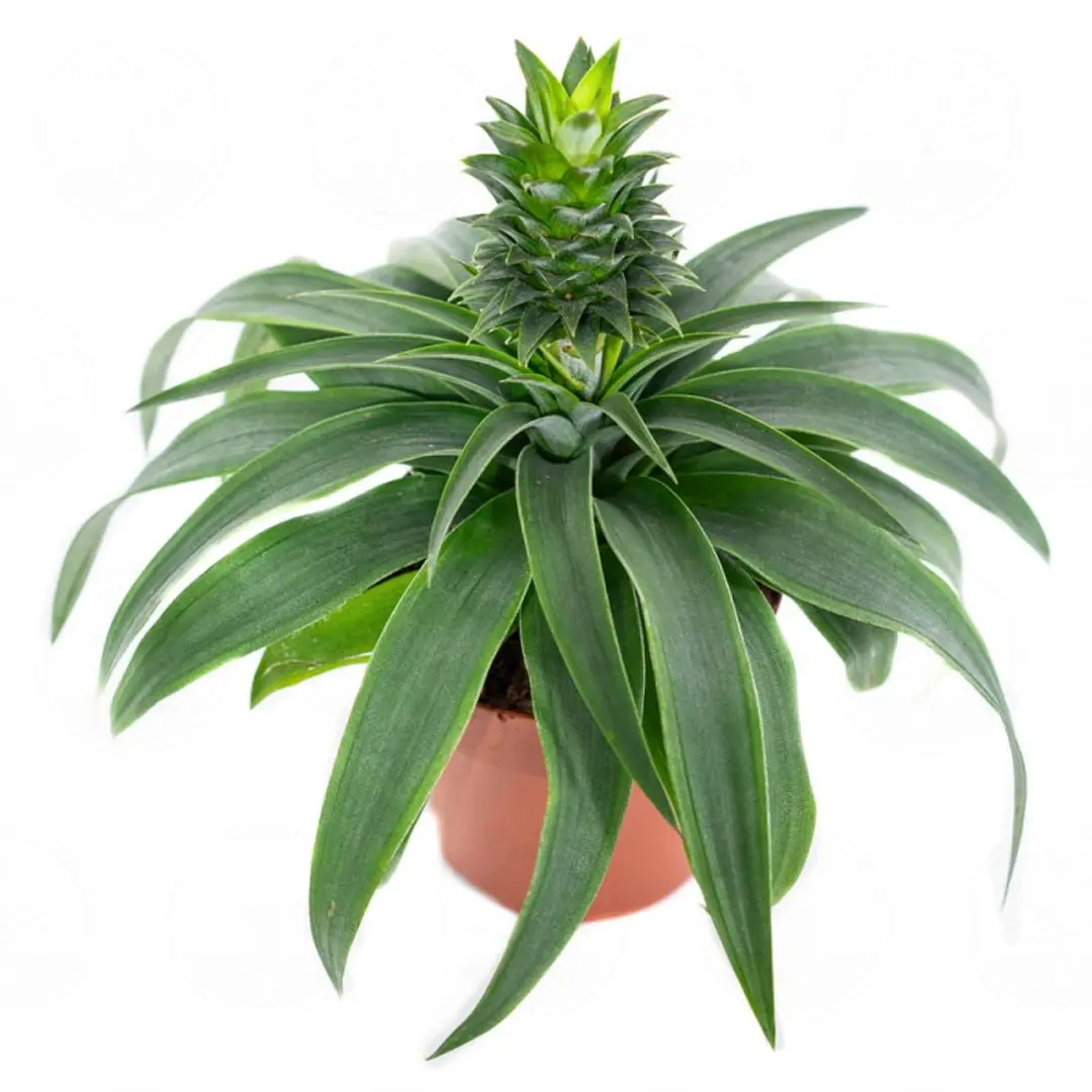 Ананас Элин Грин / Ananas Elyne Green bracteatus