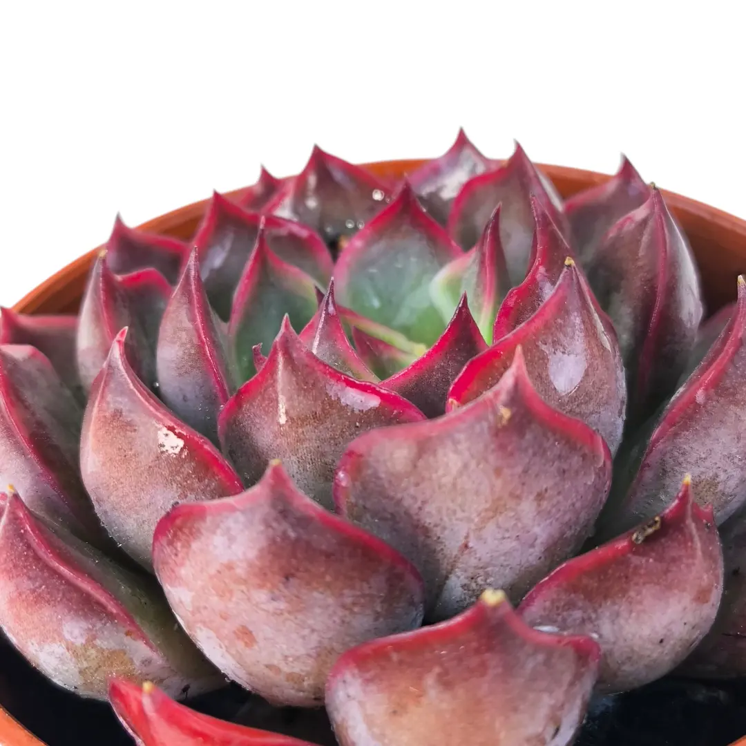 Эхеверия Саммер / Echeveria Summer купить