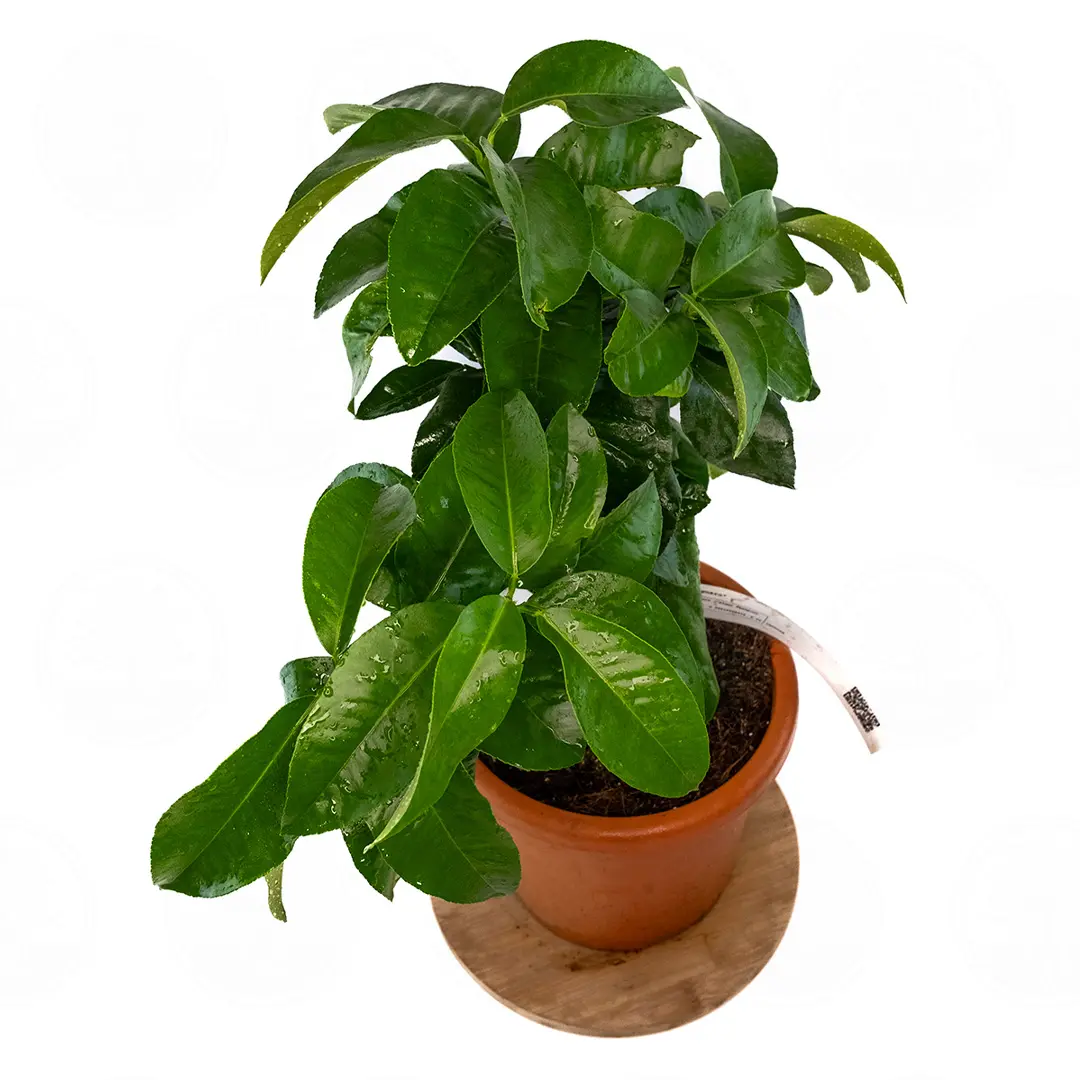 Бергамот Кастагнаро / Bergamot Castagnaro — цитрусовое растение, детальное фото
