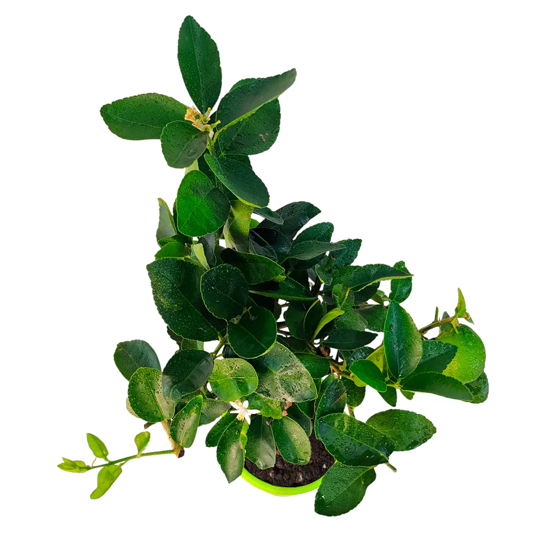Лайм Таити / Lime Tahitian — цитрусовое растение, детальное фото
