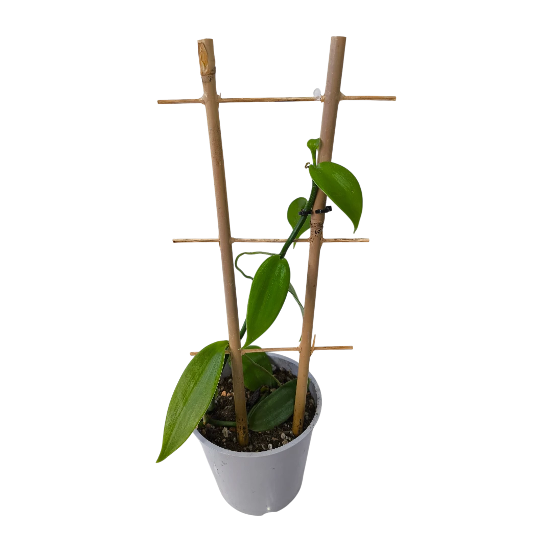 Ваниль плосколистная (орхидея)/ Vanilla planifolia