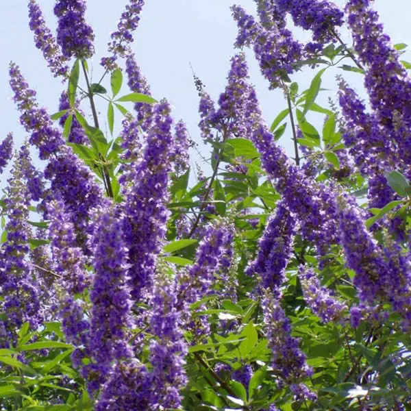 Витекс священный / Vitex agnus castus
