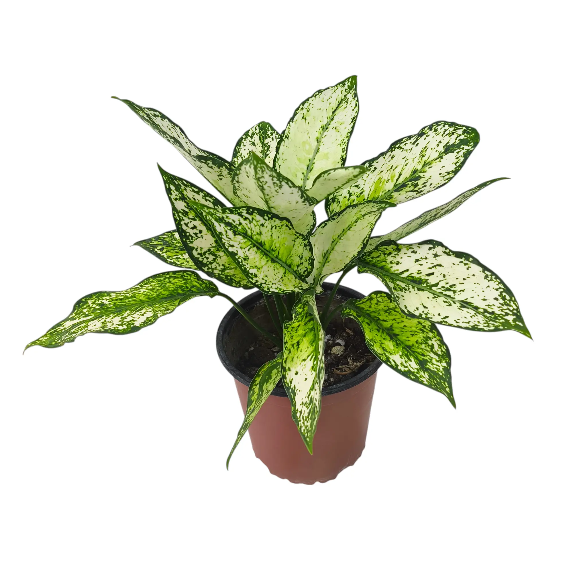 Аглаонема Вайт Мун /Aglaonema White Mun купить