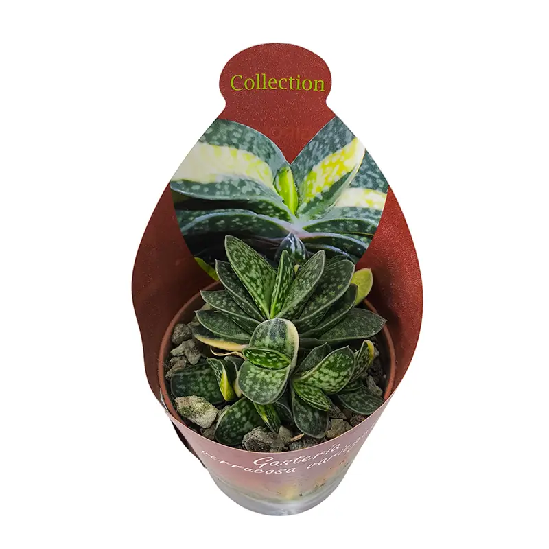Гастерия Веррукоза Вариегата / Gasteria Verrucosa Variegata Potcover купить