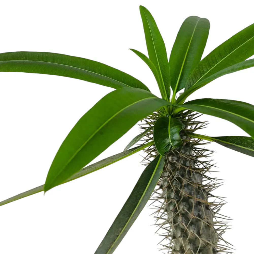 Пахиподиум / Pachypodium  Lamerei купить