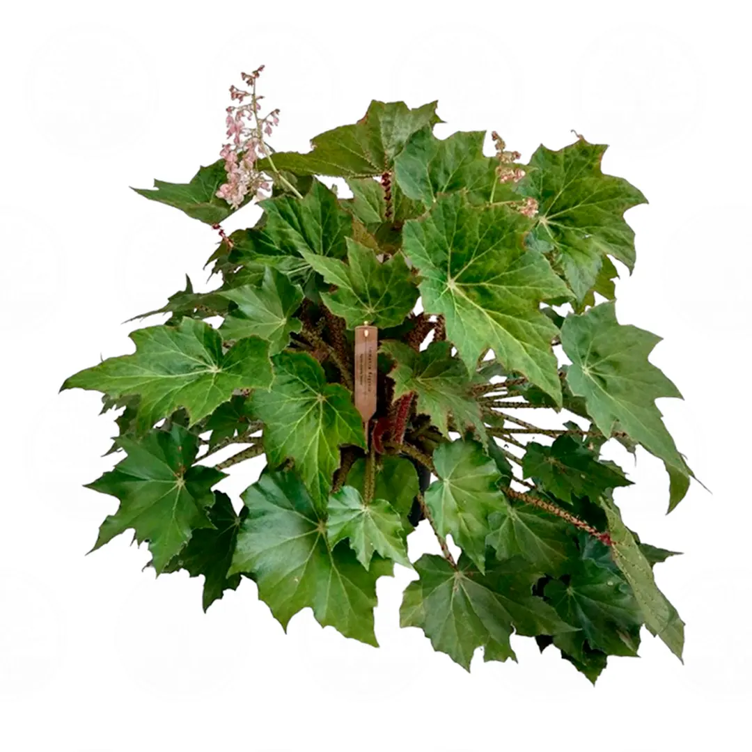 Бегония x ricinifolia 'Immense' купить