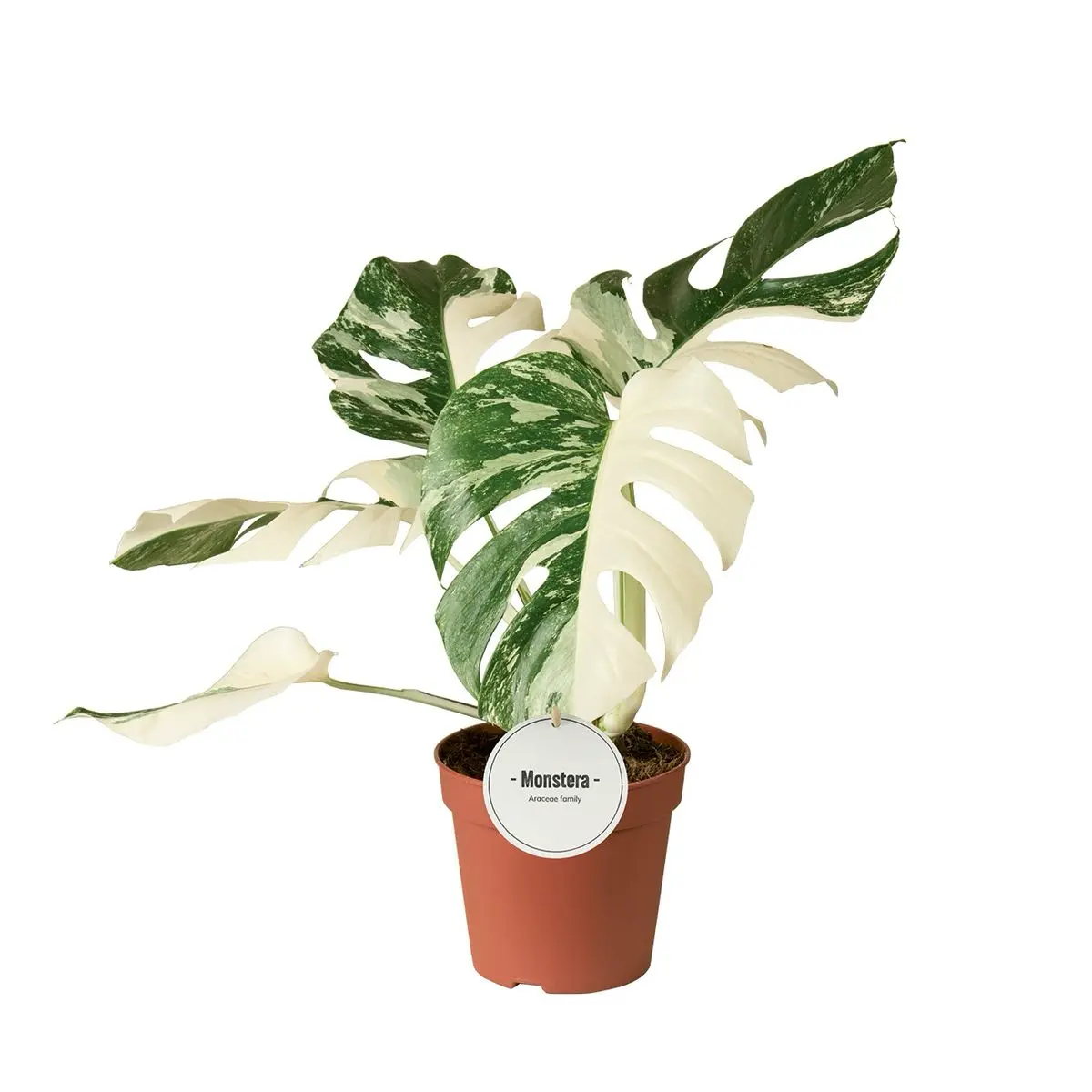 Монстера Альба вариегатная / Monstera deliciosa Alba купить