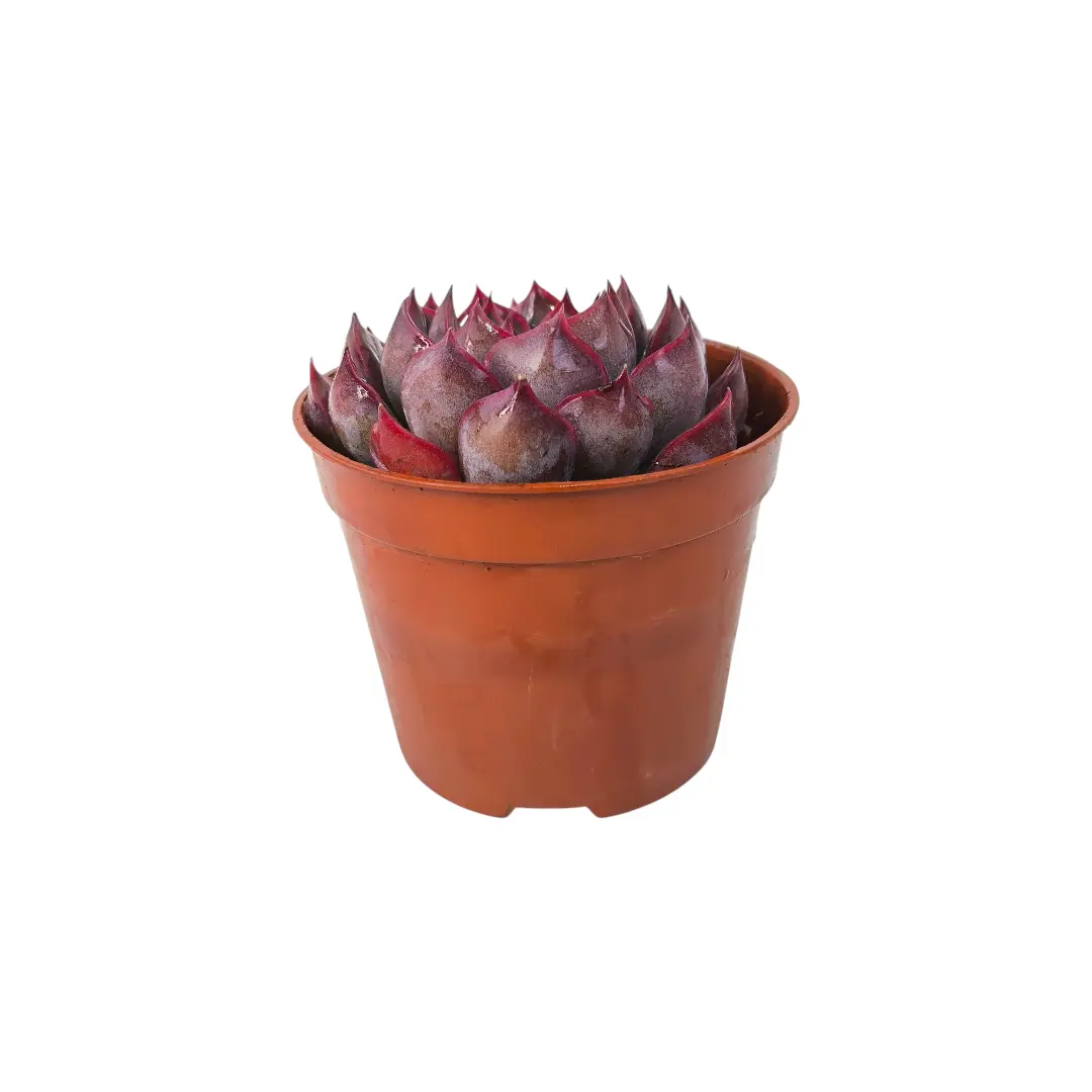 Эхеверия Саммер / Echeveria Summer купить