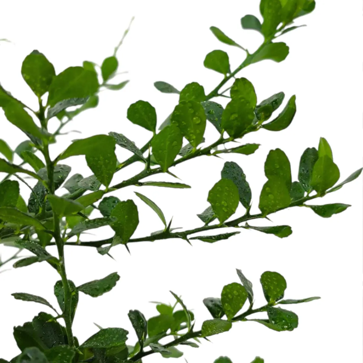 Микроцитрус Вайчоп / Microcitrus Wauchope — цитрусовое растение, детальное фото
