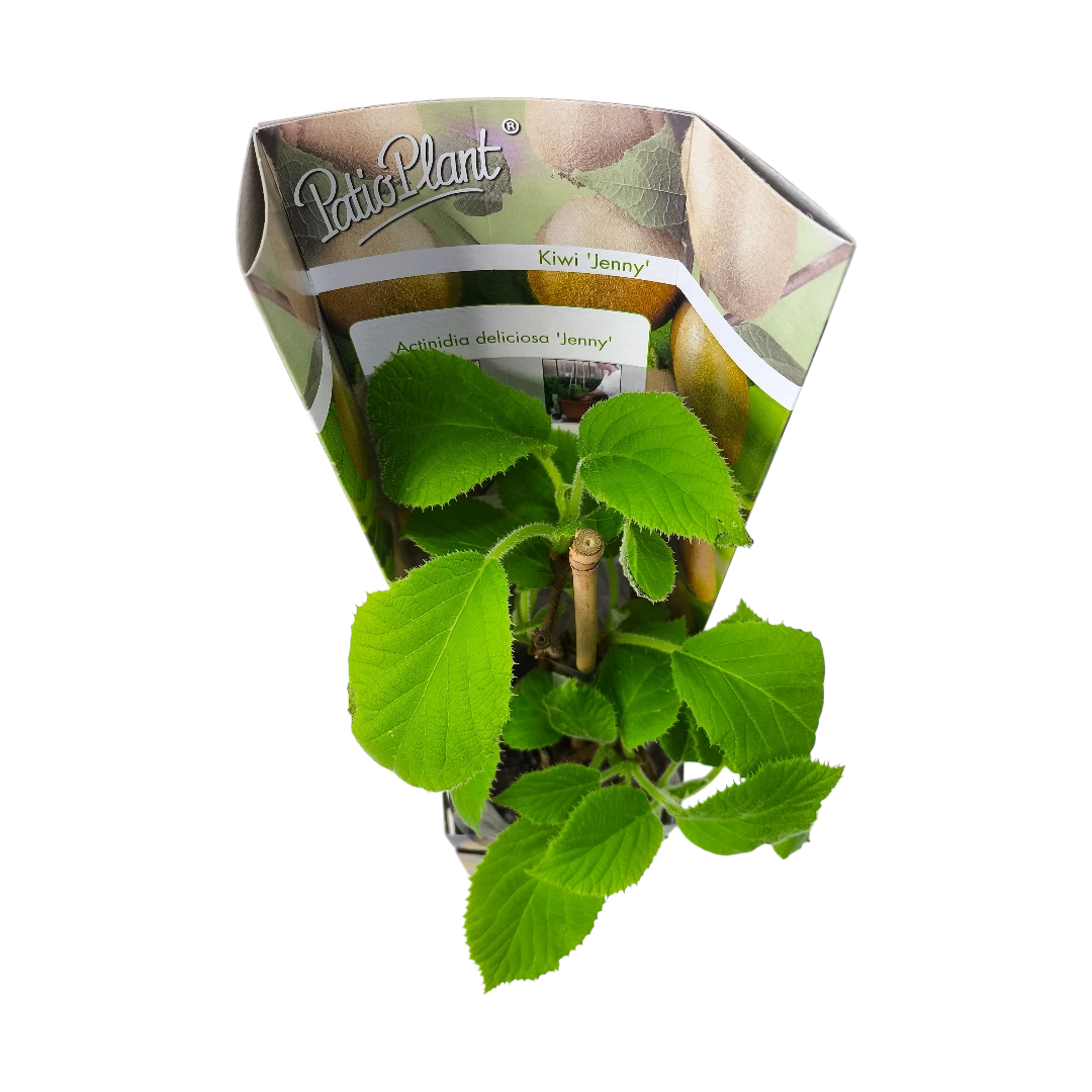 Актинидия деликатесная Дженни (самоплодная)/ Actinidia deliciosa Jenny
