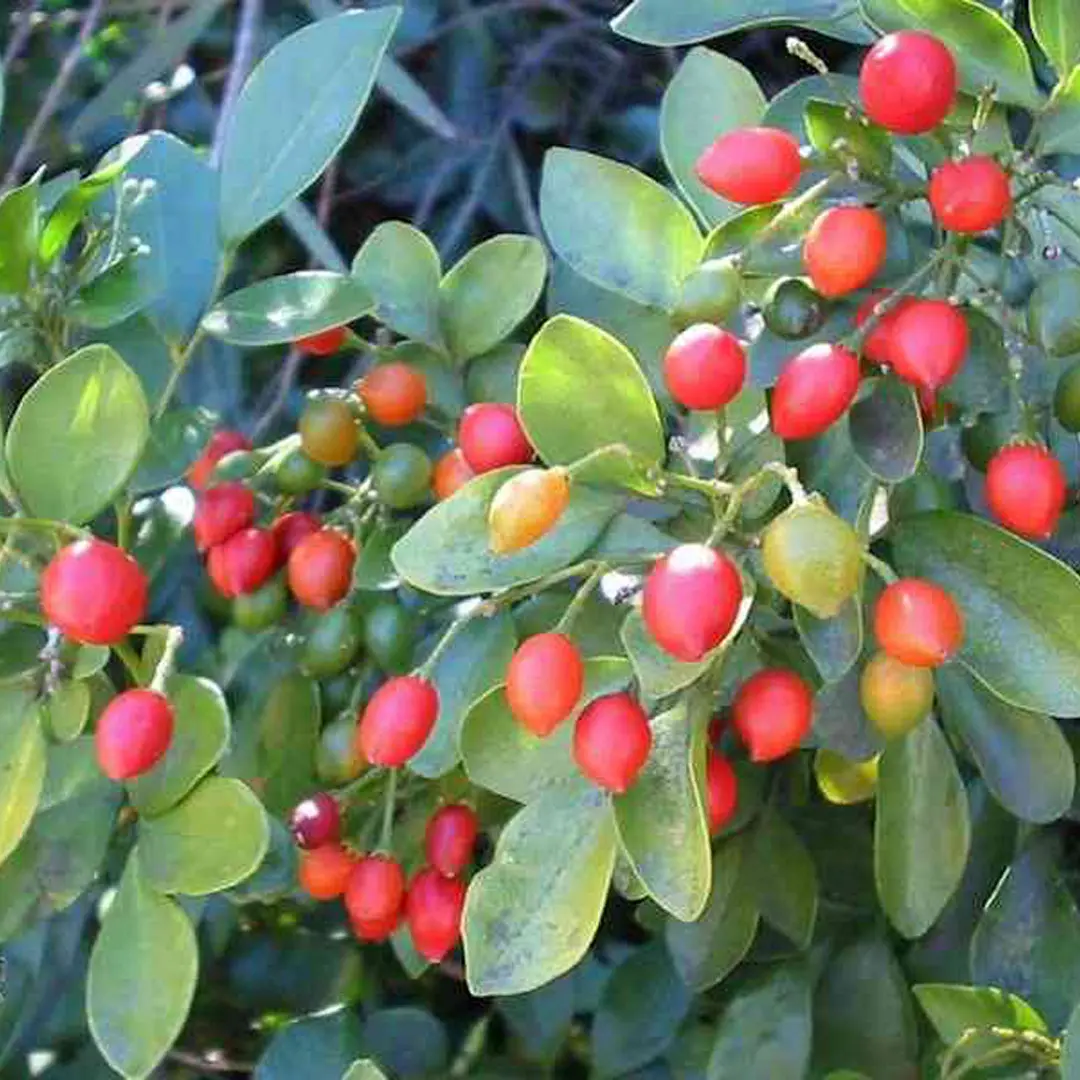 Муррайя метельчатая / Муррайя паникулата / Murraya Paniculata купить