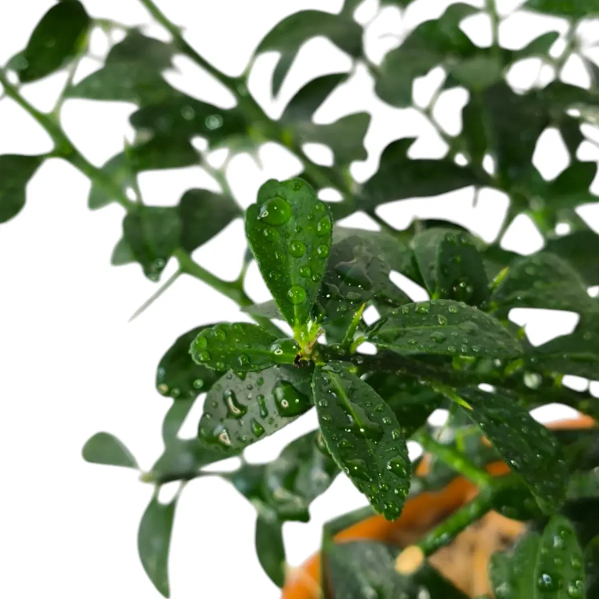 Микроцитрус Блад Лайм / Microcitrus Blood Lime — цитрусовое растение, детальное фото
