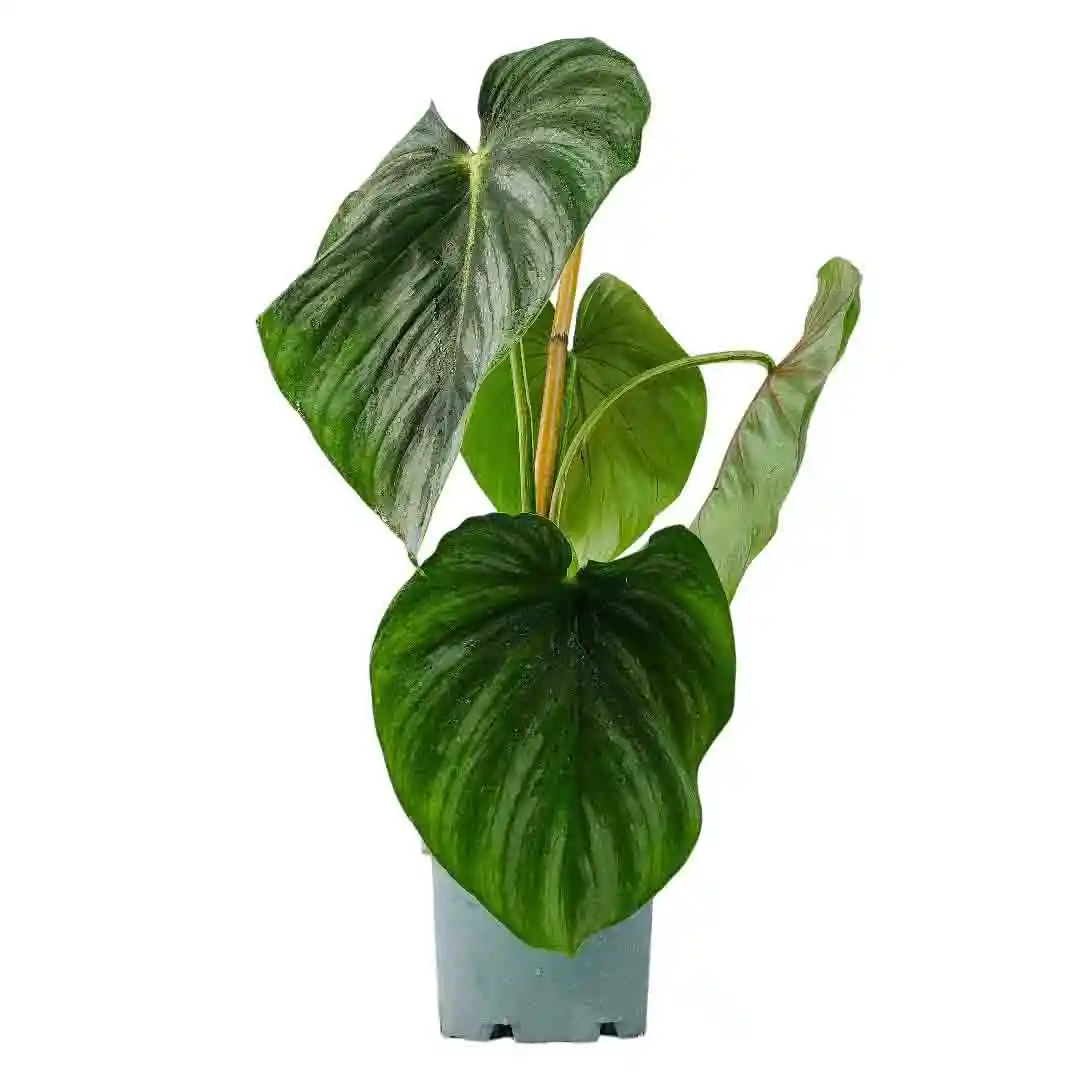 Филодендрон Пастазанум / Philodendron Pastazanum купить