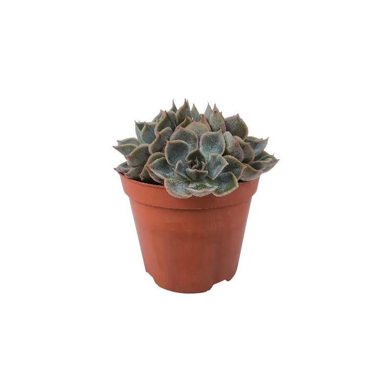 Эхеверия Фиона / Echeveria Fiona купить