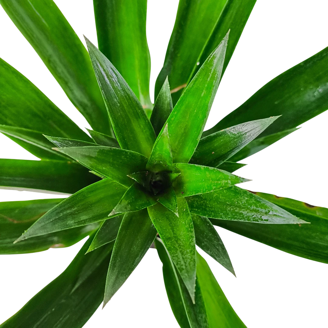 Ананас Чампака / Ananas Champaca