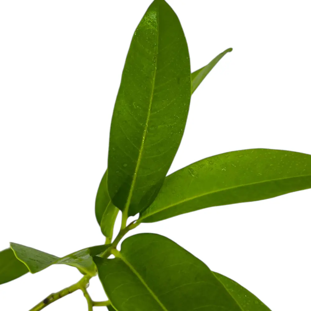 Сапота черная / Diospyros nigra