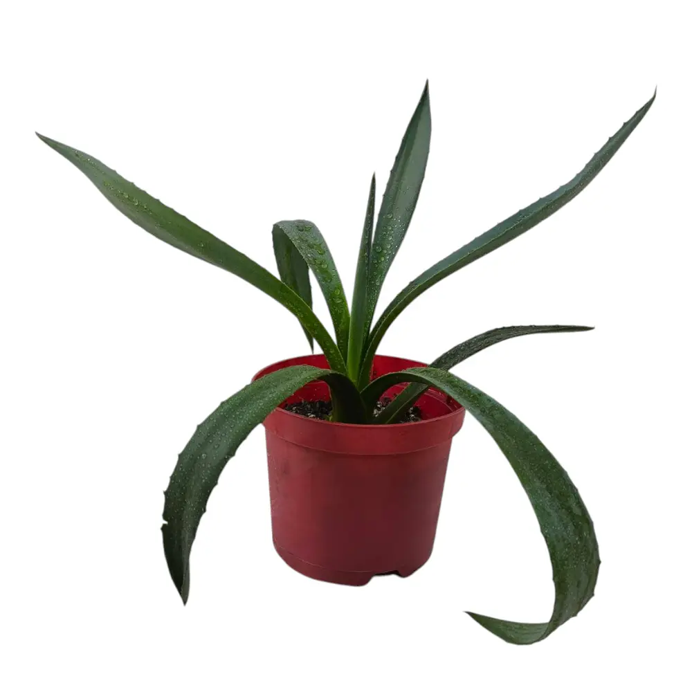 Алоэ Хелен / Aloe helenae купить