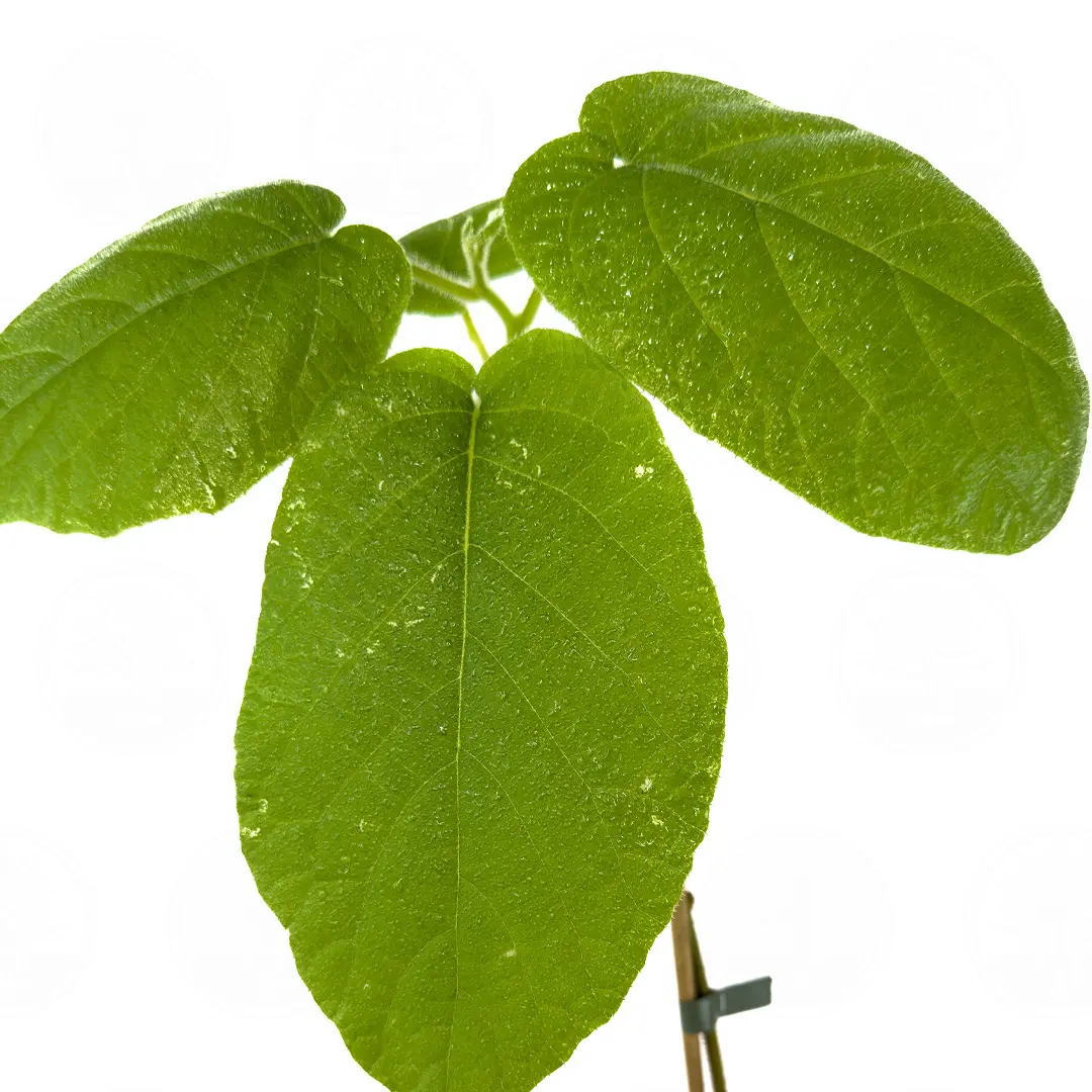 Актинидия Голден Киви / Actinídia Golden Kiwi
