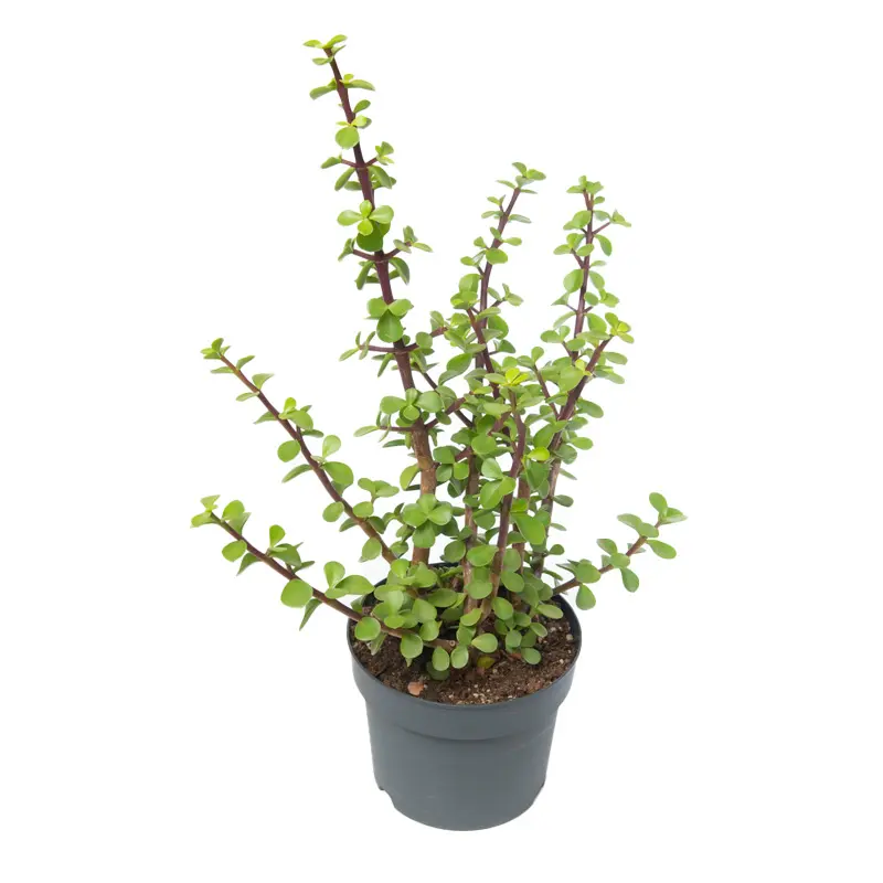 Портулакария Афра / Portulacaria Afra Variegata купить