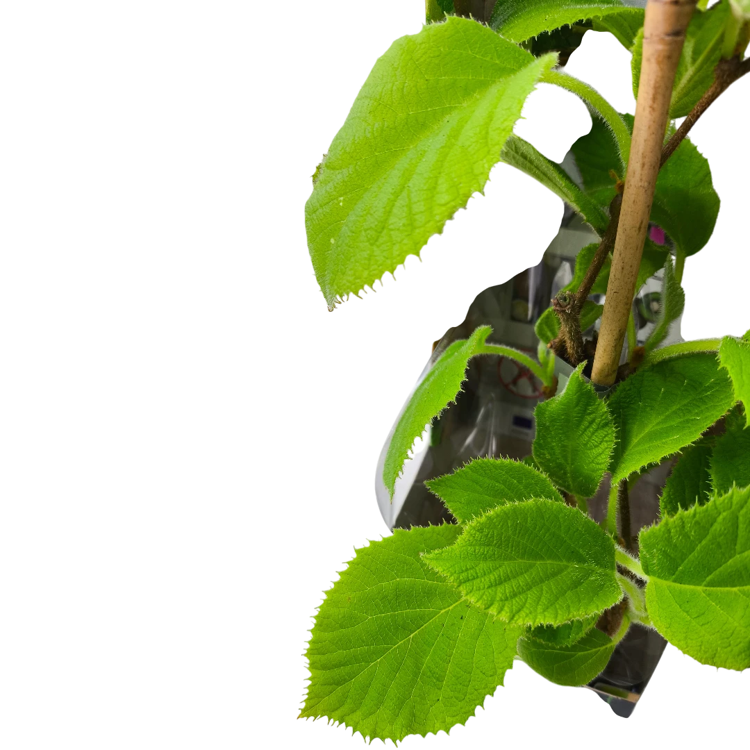 Актинидия деликатесная Дженни (самоплодная)/ Actinidia deliciosa Jenny