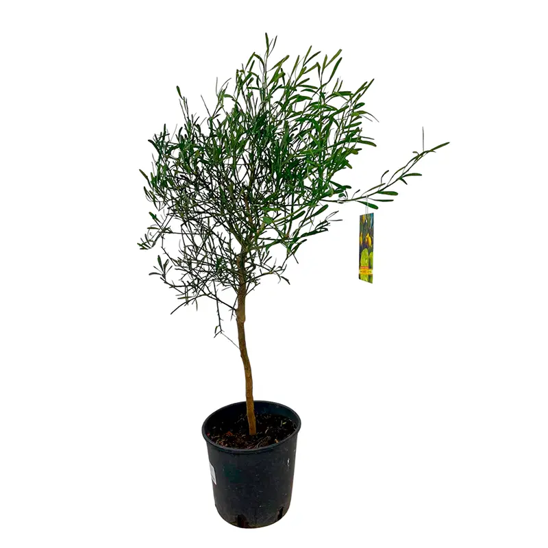 Микроцитрус Глаука / Пустынный лайм / Microcitrus Glauca — цитрусовое растение, детальное фото
