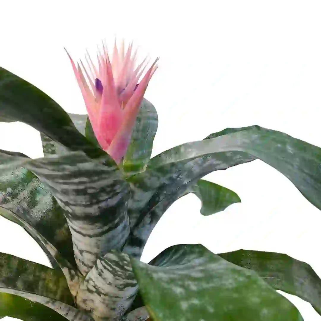 Эхмея фасциата Примера/ Aechmea fasciata Primera купить