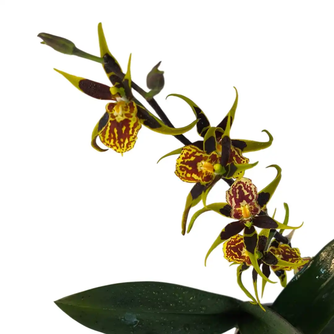 Онцидиум Галлий / Oncidium Hallii купить
