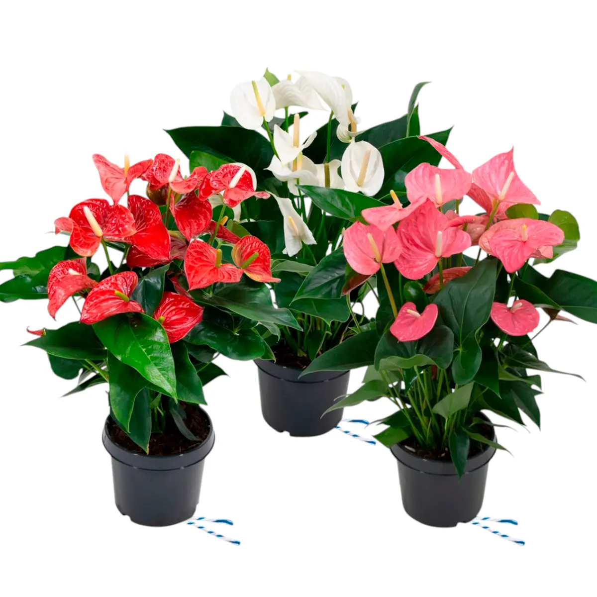 Антуриум Андреанум микс 4 / Anthurium Andreanum mix 4 Kl купить