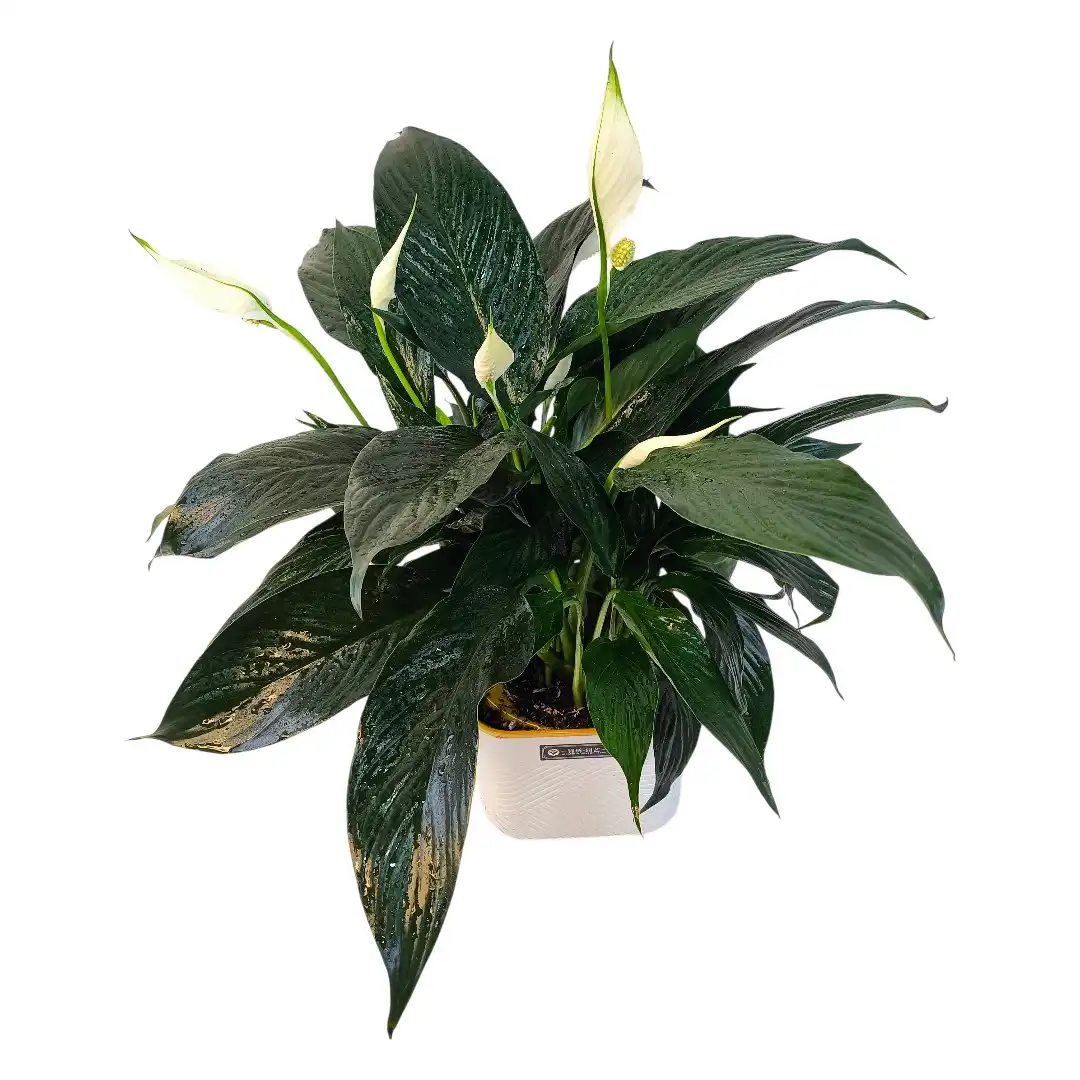 Спатифиллум Краун / Spathiphyllum Crown купить
