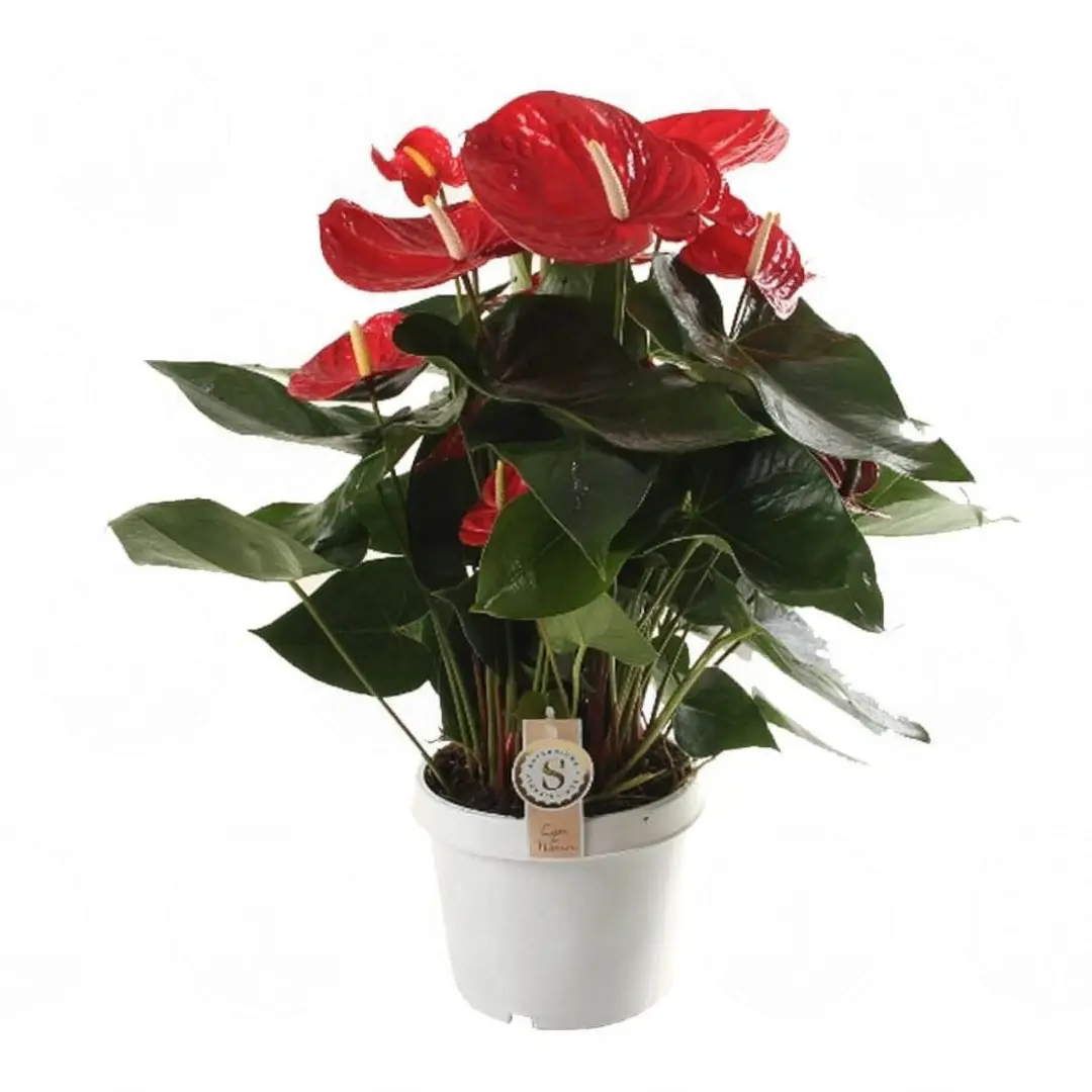 Антуриум Ред Чампион / Anthurium RED CHAMPION купить