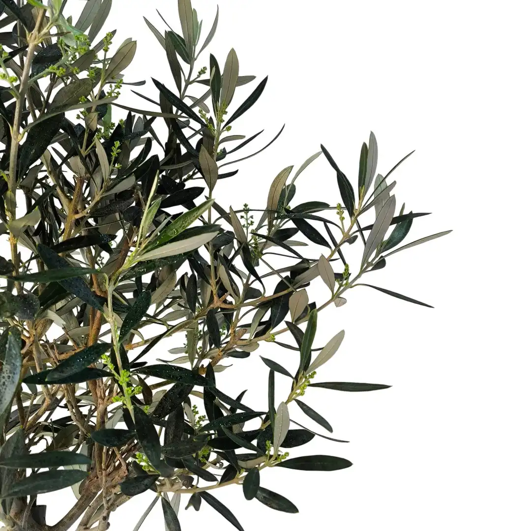 Олива европейская / Olea europaea