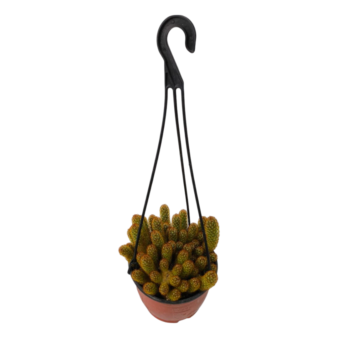 Маммиллярия удлиненная / Mammilaria elongata (подвесная) купить
