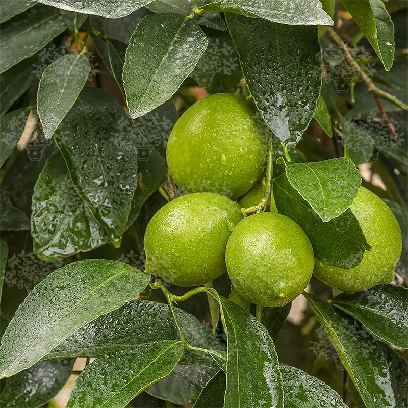 Лайм Таити / Lime Tahitian — цитрусовое растение, детальное фото
