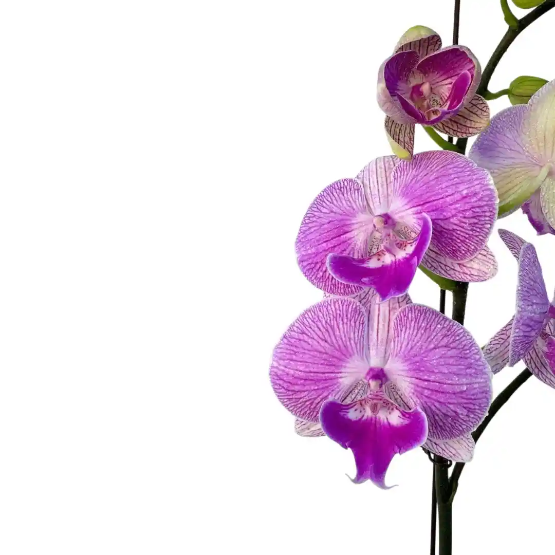 Фаленопсис Модерн / Phalaenopsis Modern 1 ств купить