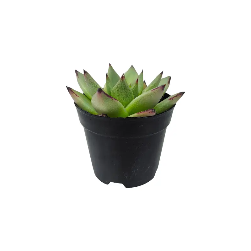 Эхеверия Блэк Кристал / Echeveria Black Crystal купить