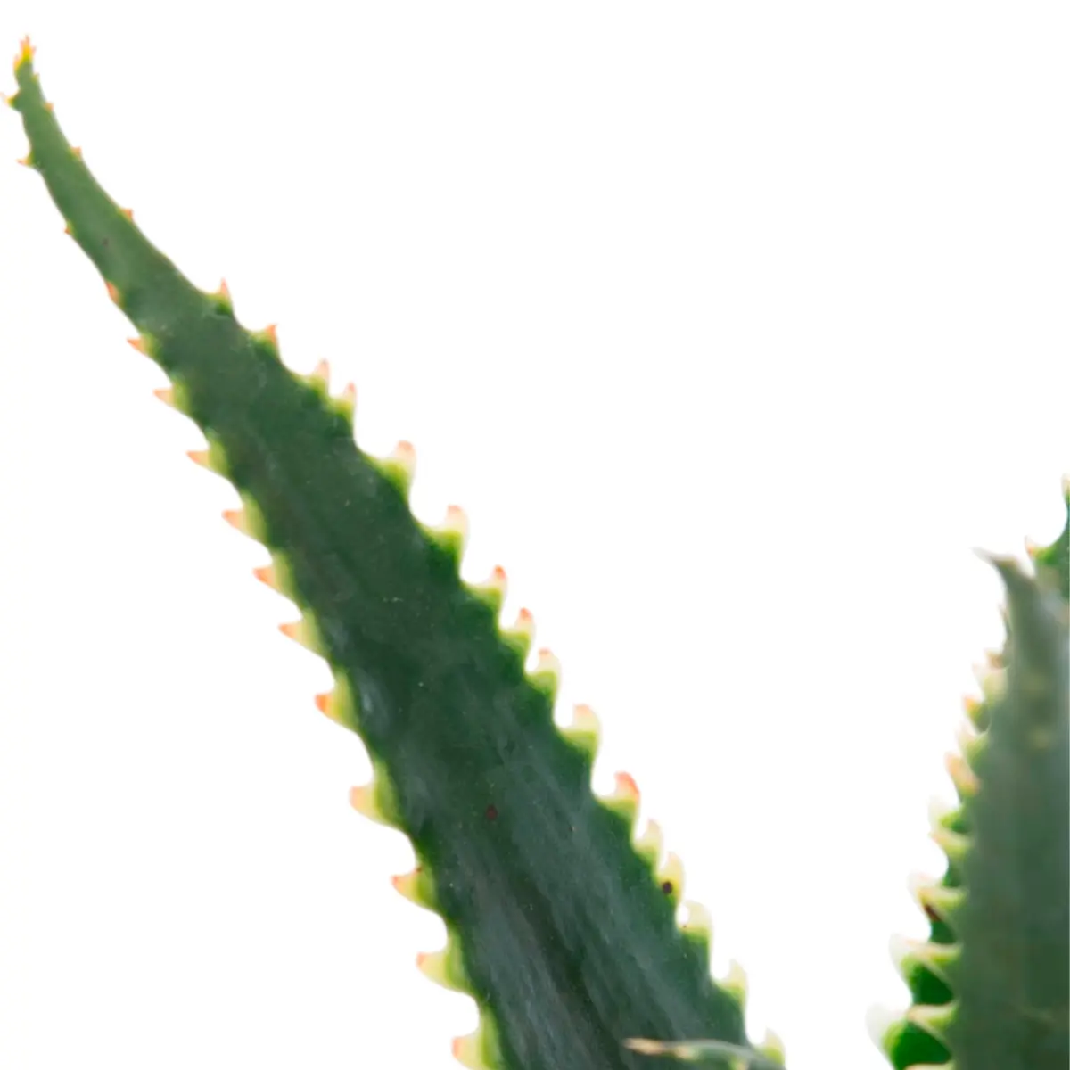 Алоэ Aculeata купить