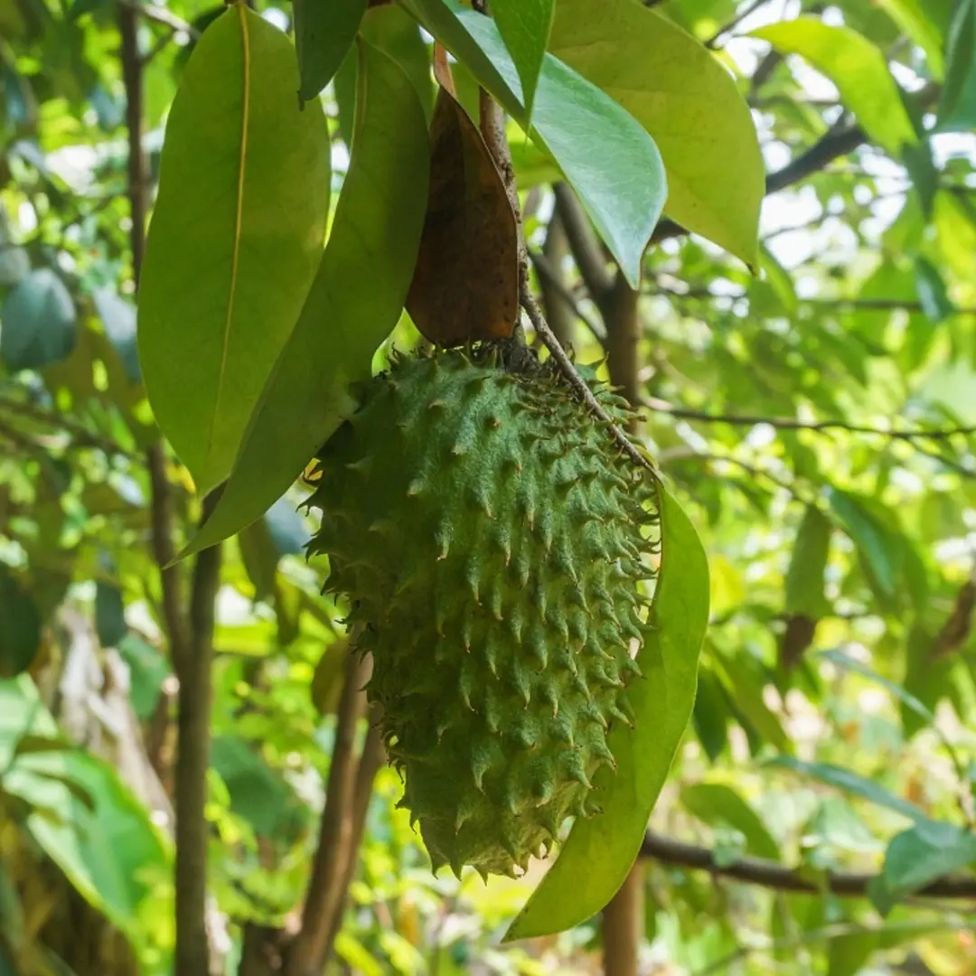 Аннона муриката / Annona muricata / Гуанабана/ Сметанное яблоко