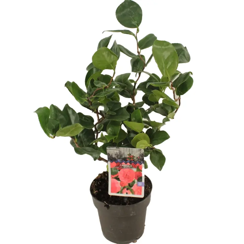 Камелия Карли Леди / Camellia JAP. Curly Lady купить