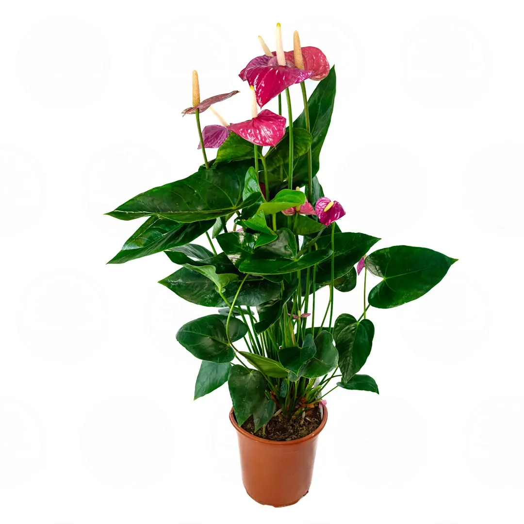 Антуриум Бэйсик лайн микс / Anthurium Basic line mix купить
