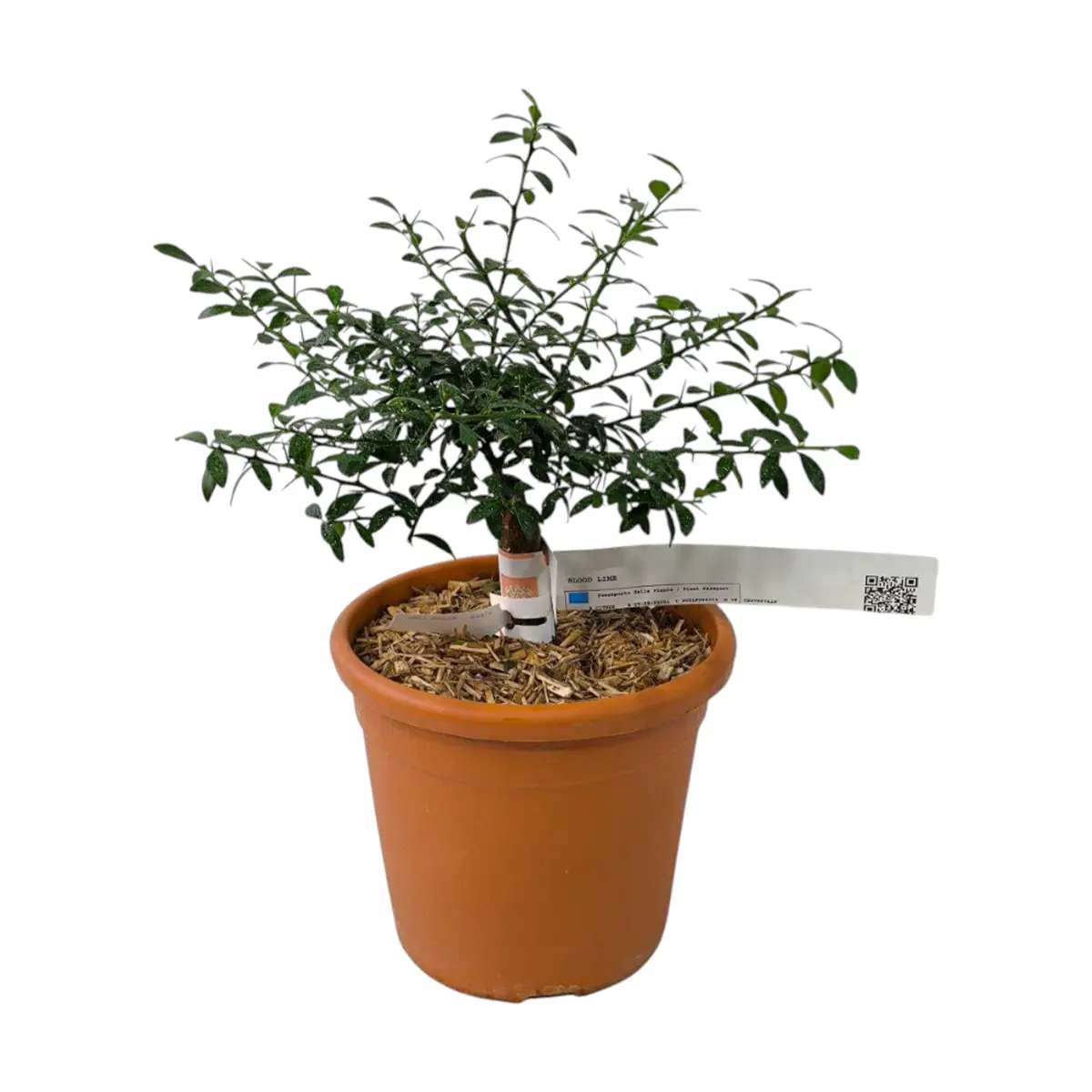Микроцитрус Блад Лайм / Microcitrus Blood Lime — цитрусовое растение, детальное фото
