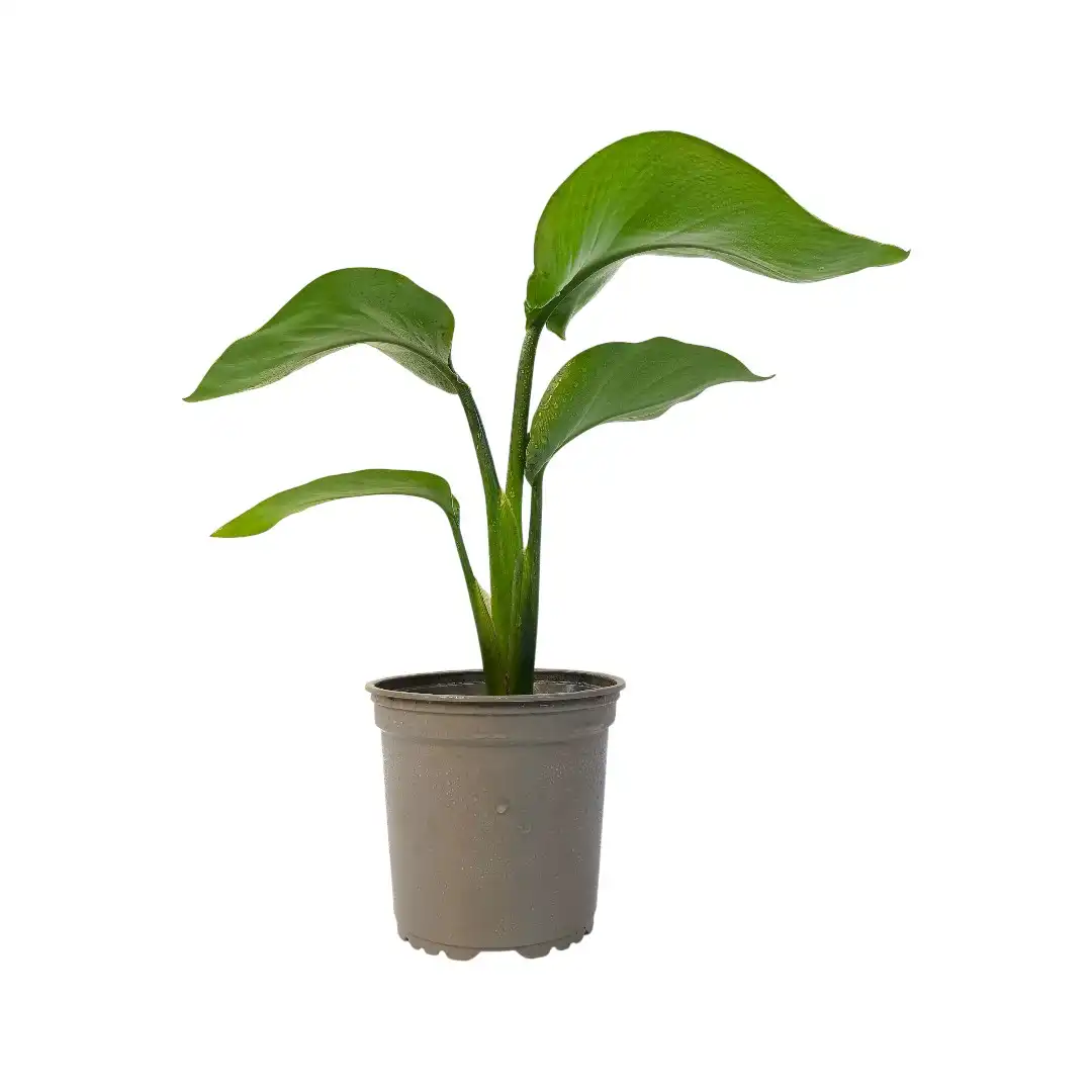Стрелиция Реджина / Strelitzia Reginae иск цвет купить