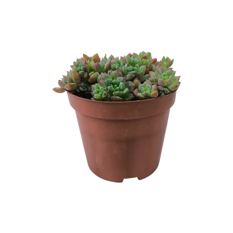 Эхеверия Фрости / Echeveria pulvinata Frosty купить