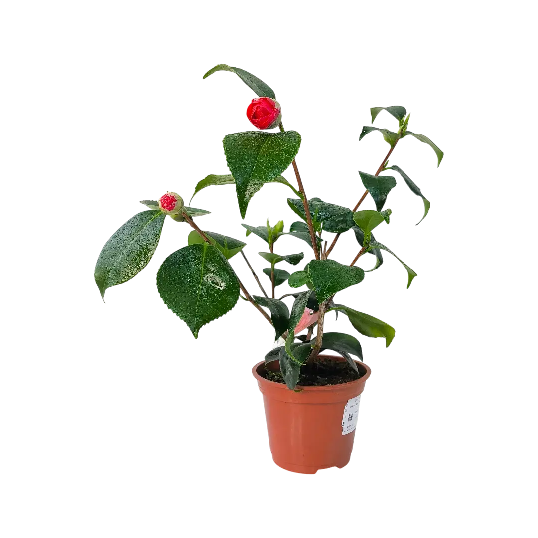 Камелия микс / Camellia Japonica Mix купить