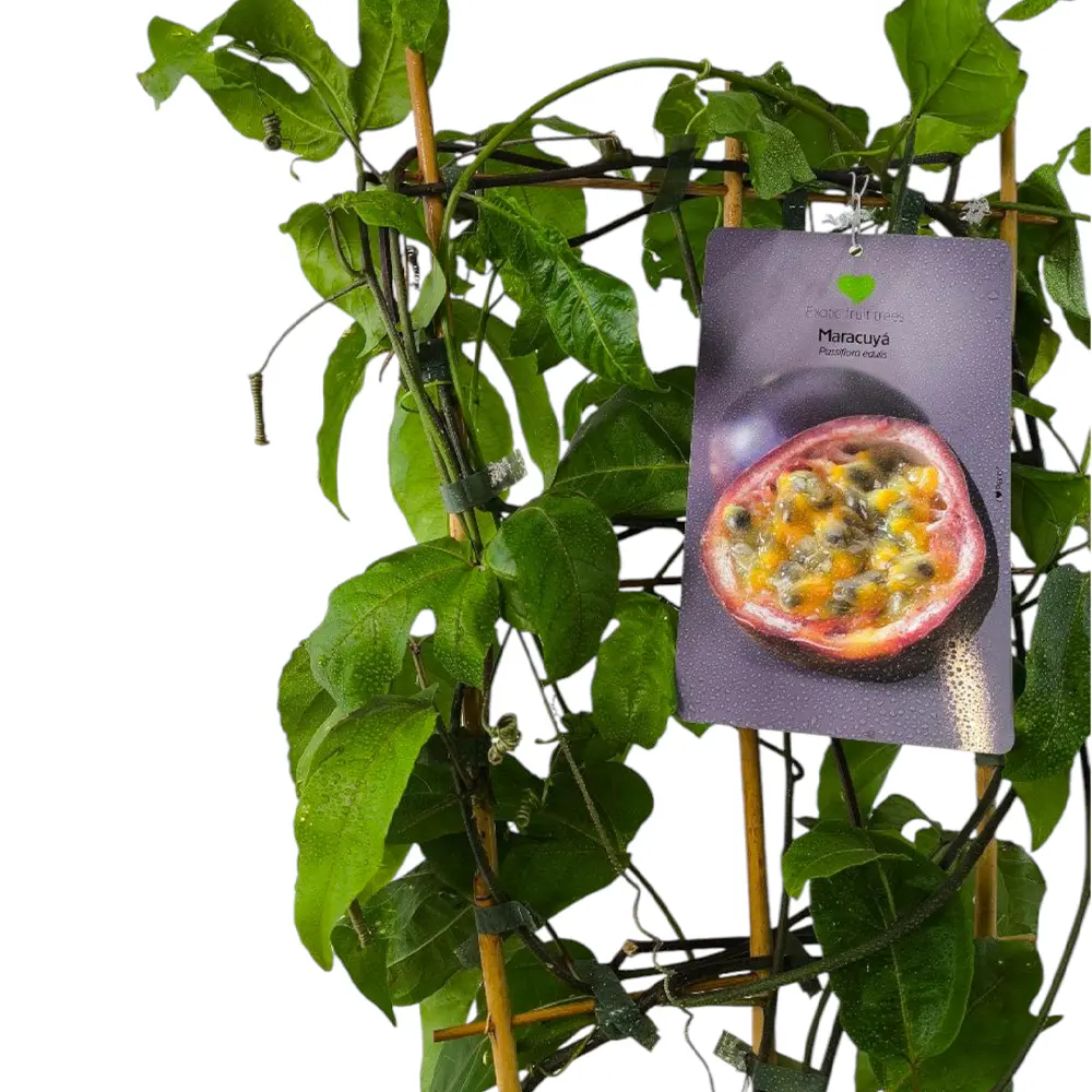 Маракуйя Эдулис / Passion fruit Edulis