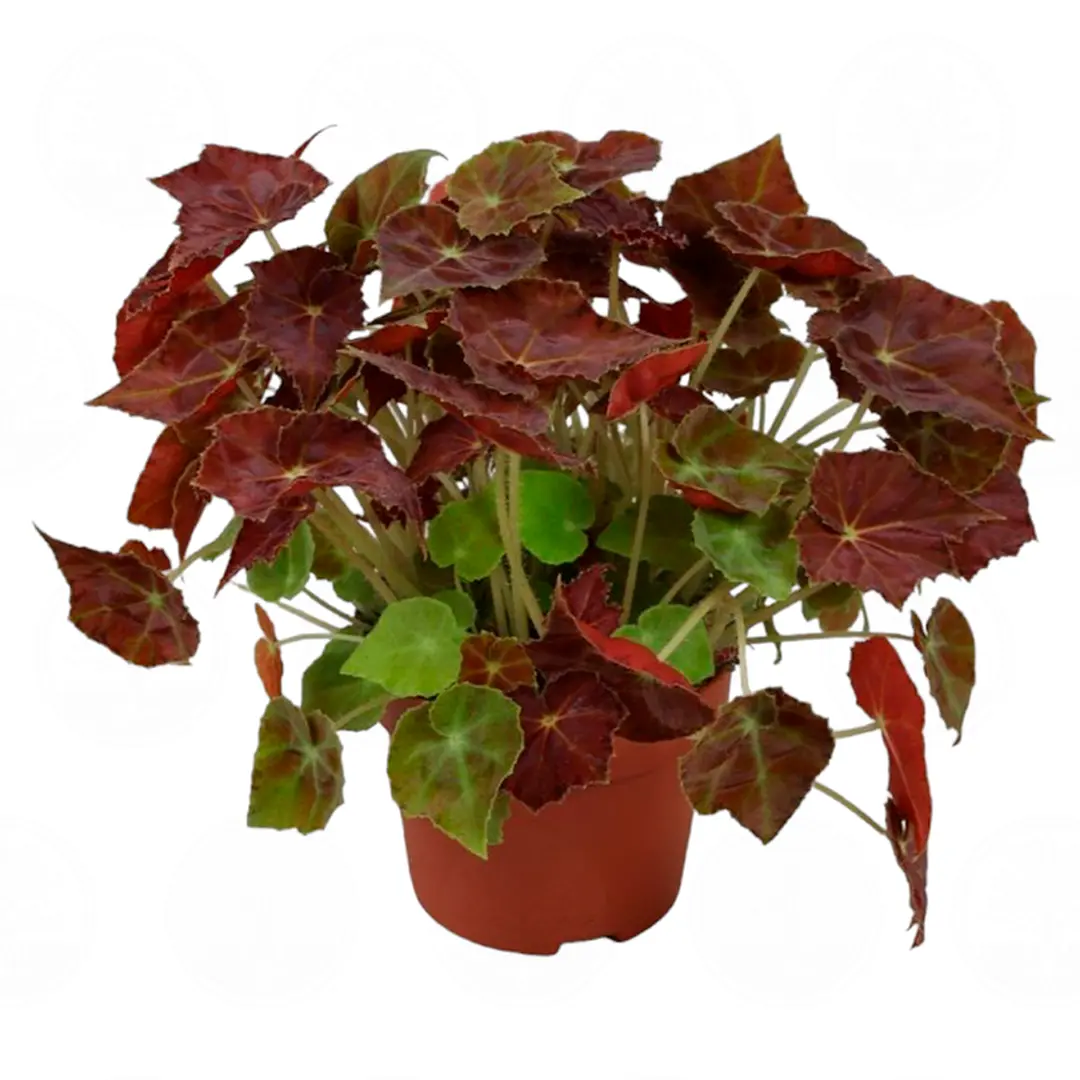 Бегония BELEAF AMBER LOVE купить