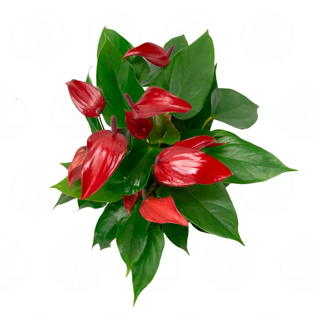 Антуриум Бандерола Лава / Anthurium BANDEROLA LAVA купить