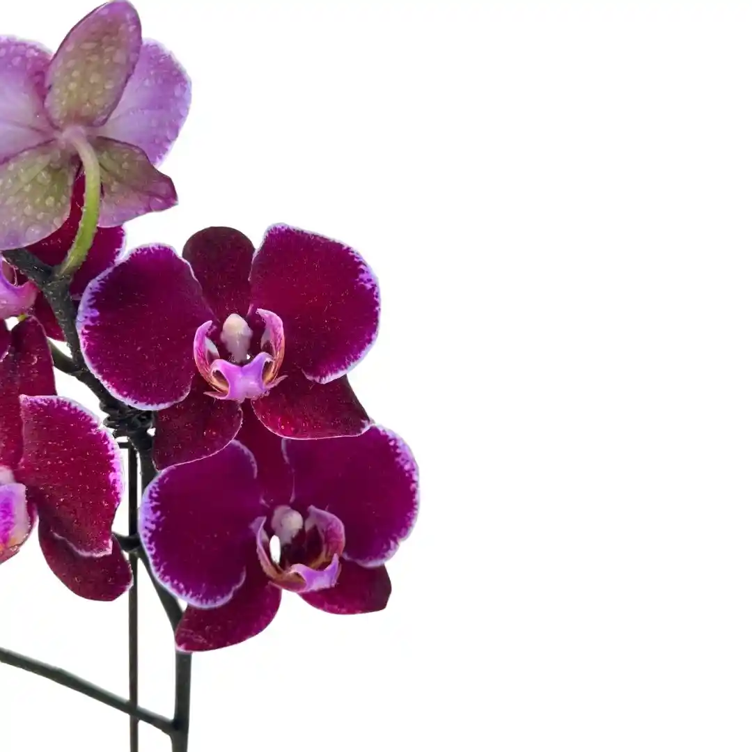 Фаленопсис Монпелье / Phalaenopsis Montpellier 1 ств купить