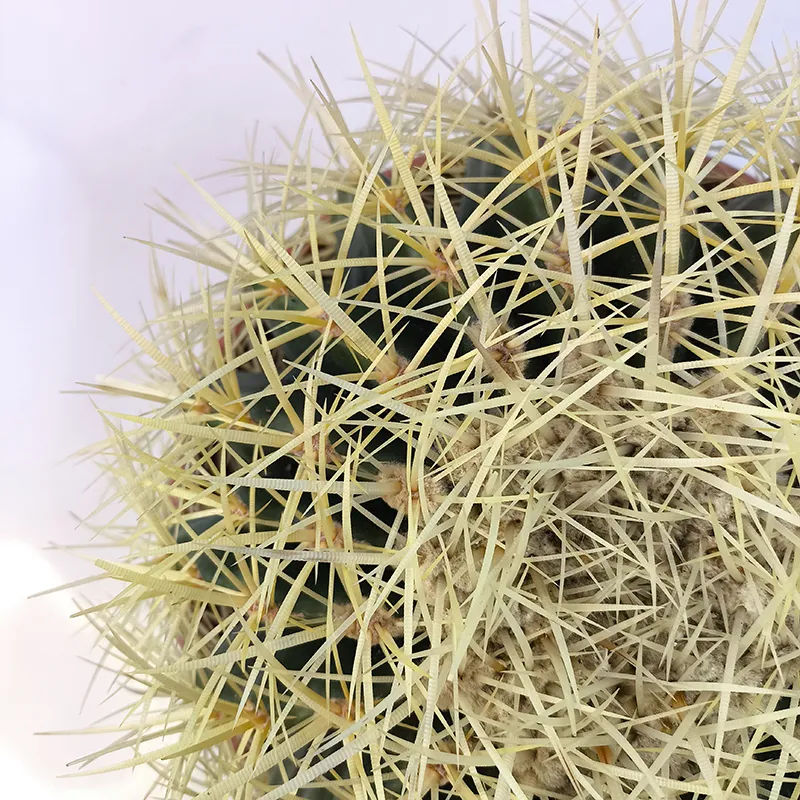 Эхинокактус Грузони / Echinocactus Grusonii купить